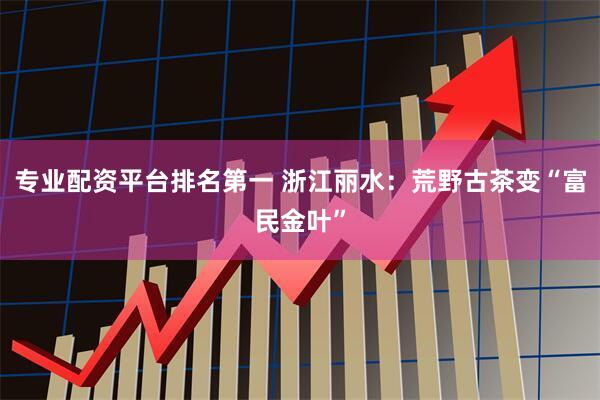 专业配资平台排名第一 浙江丽水：荒野古茶变“富民金叶”